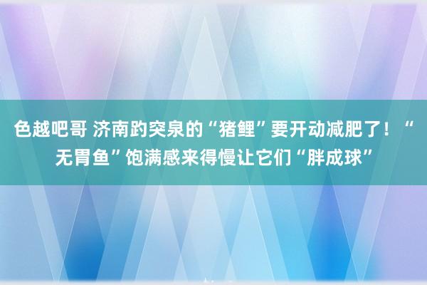 色越吧哥 济南趵突泉的“猪鲤”要开动减肥了！“无胃鱼”饱满感来得慢让它们“胖成球”